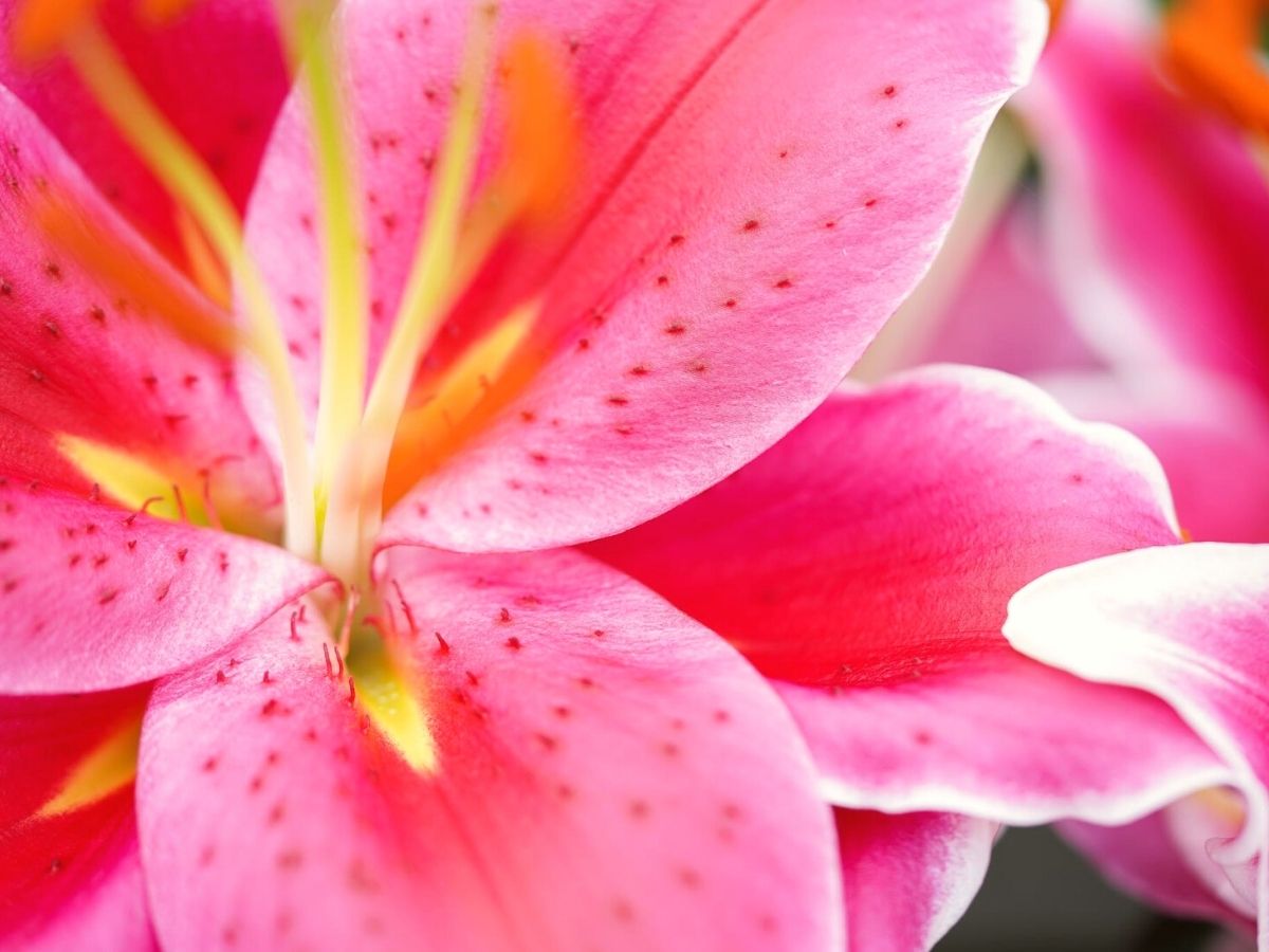 Lilies grown by Moerman Lilium