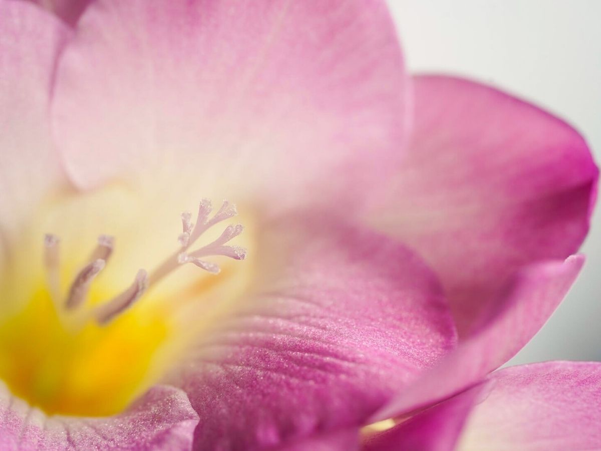 The delicate look of freesias