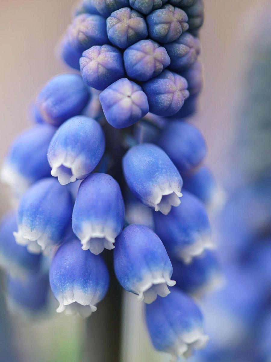 A closeup view of the Muscari flower