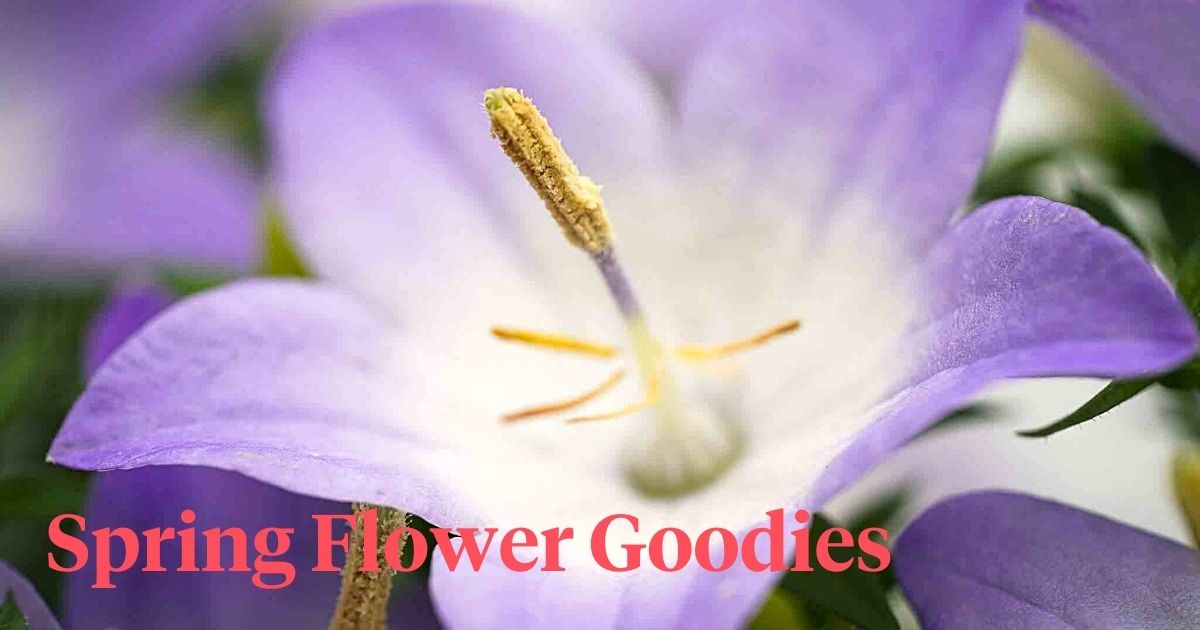 Spring flower goodies by Decorum header