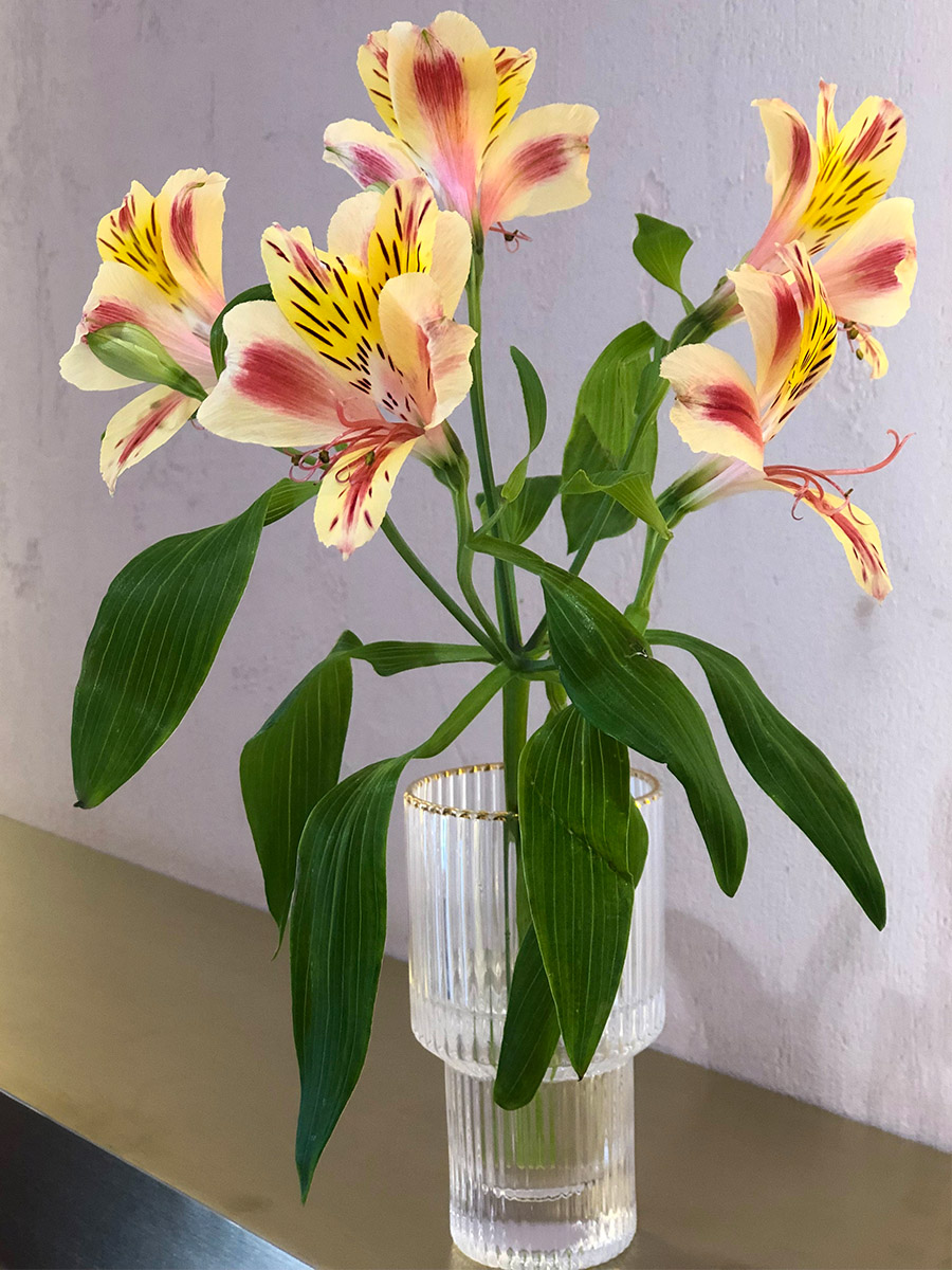 Colorful alstroemeria in vase