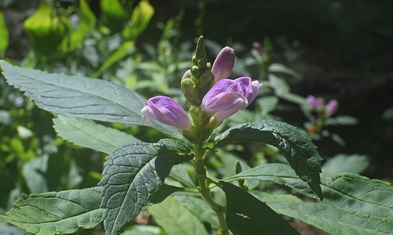 Low-Maintenance Perennials Turtlehead on Thursd