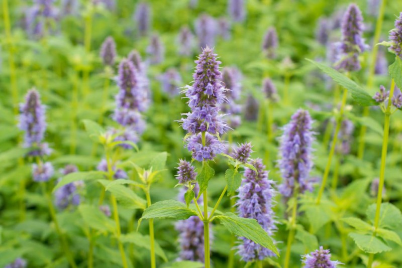 Low-Maintenance Perennials For the Lazy Gardener Agastache on Thursd