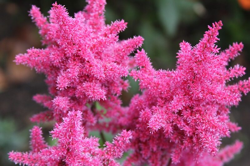 Astilbe (Spirea) on Thursd