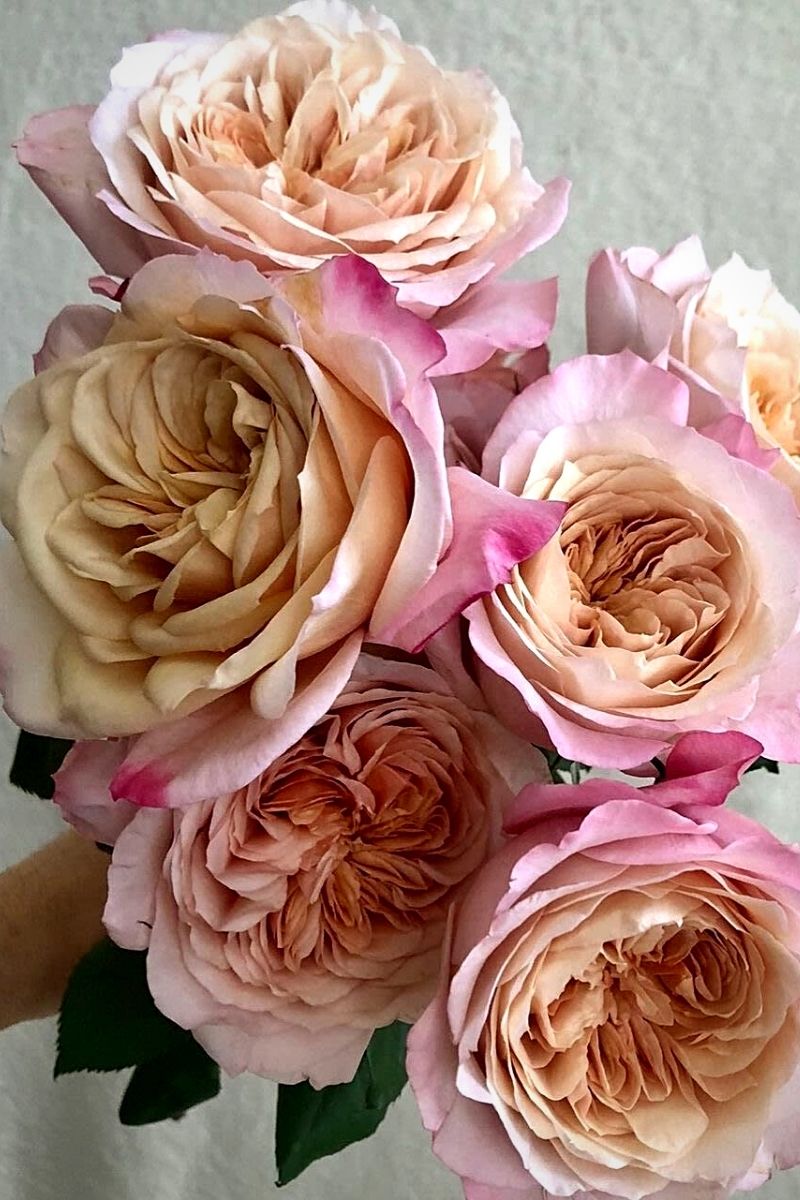 Alexandra Farms Miyabi roses 