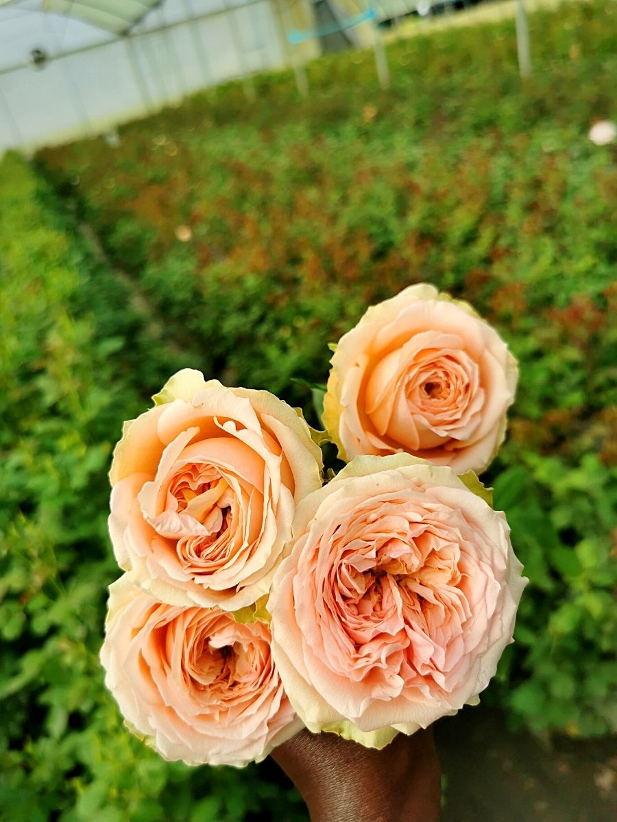 Peach pastel colored roses grown at Sian Flowers