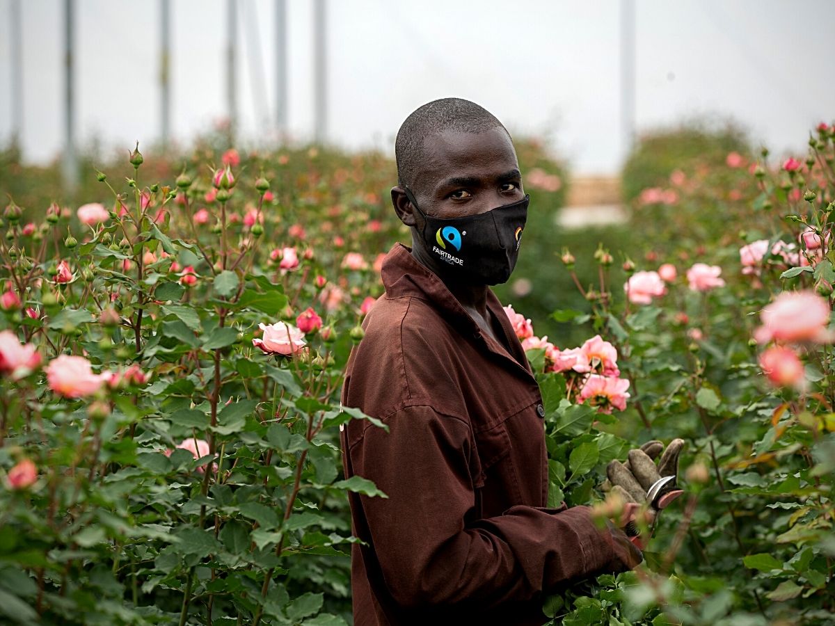 Flower farm employee picks pink roses at Sian Flowers