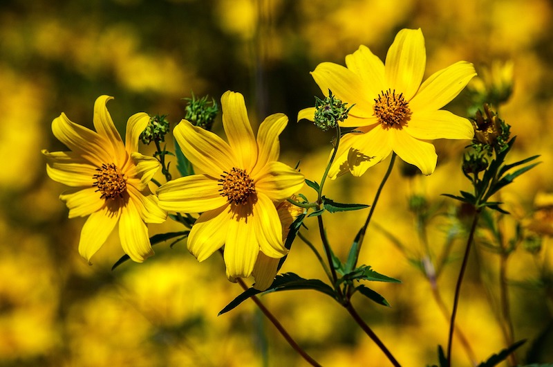 Coreopsis on Thursd