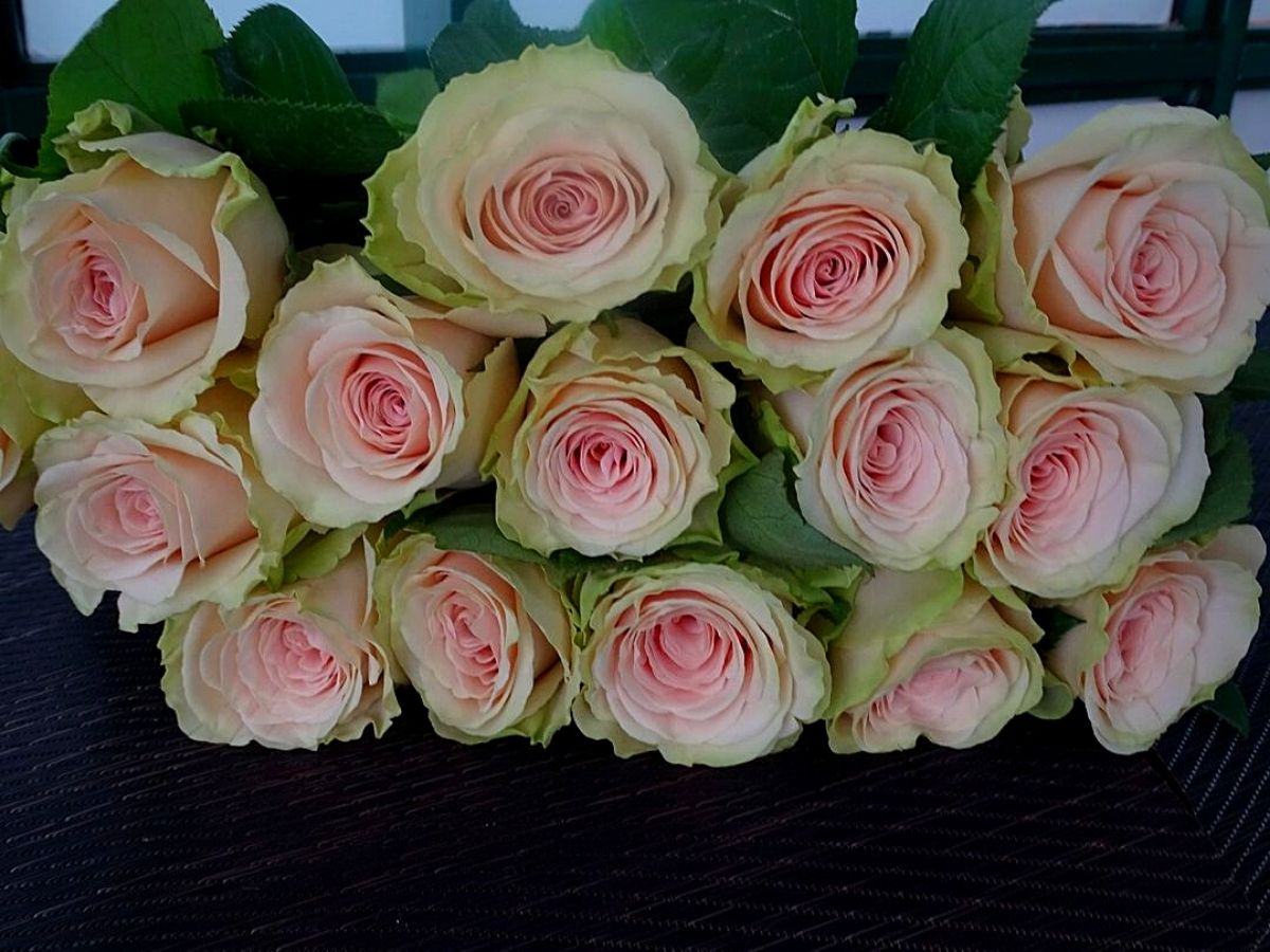 Pastel colored roses grown by Sian Flowers