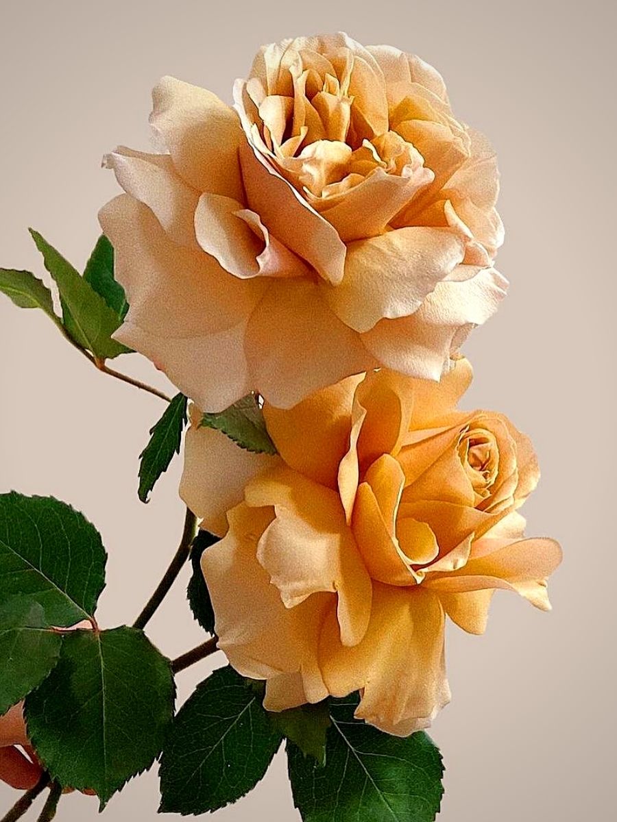 Pastel colored roses in peach color