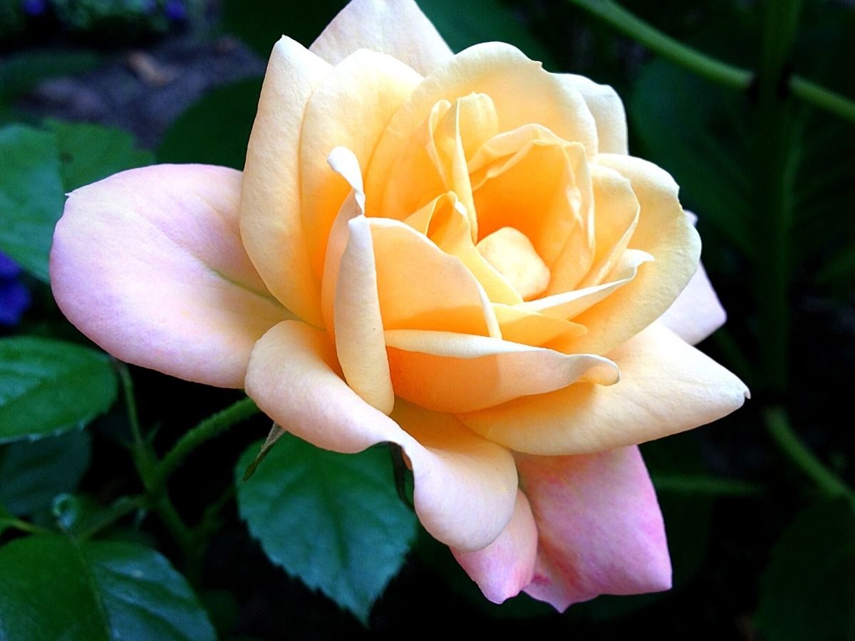 pastel colored rose with green foliage