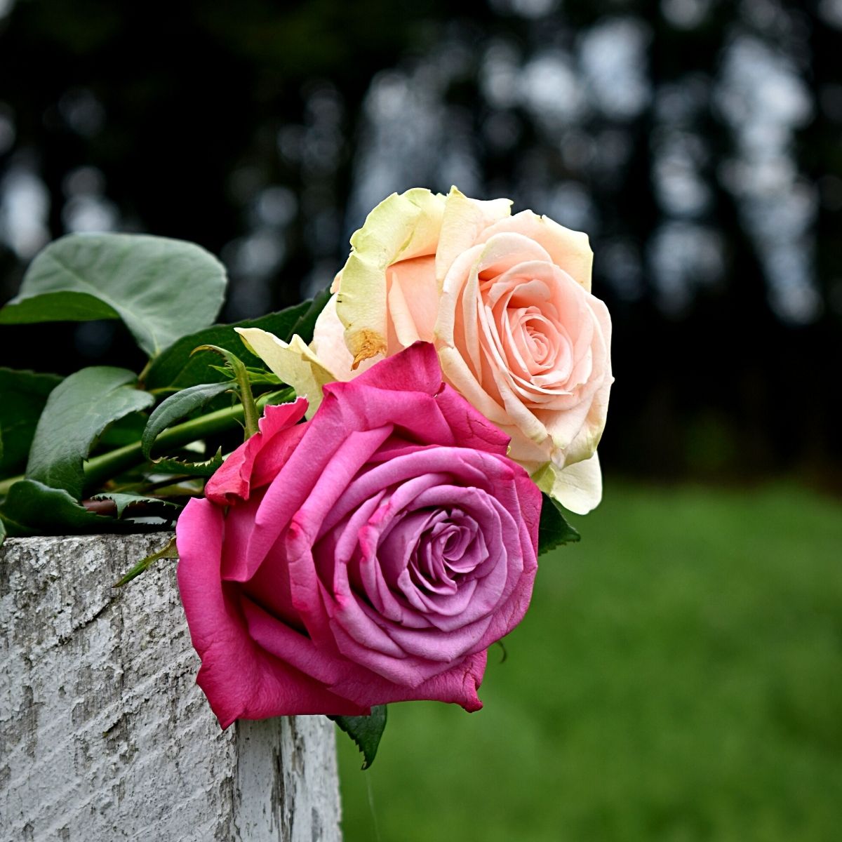 roses with pastel colors