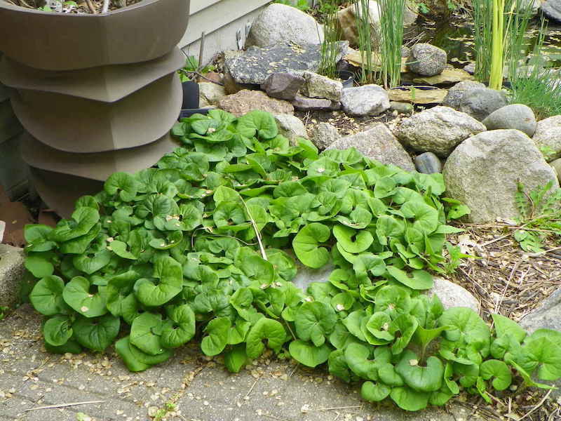 Canadian Wild Ginger for Lazy Gardeners on Thursd