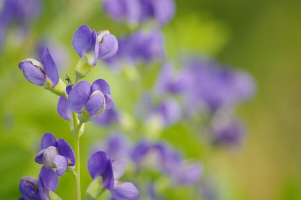 Low-Maintenance Perennials For the Lazy Gardener False Indigo on Thursd