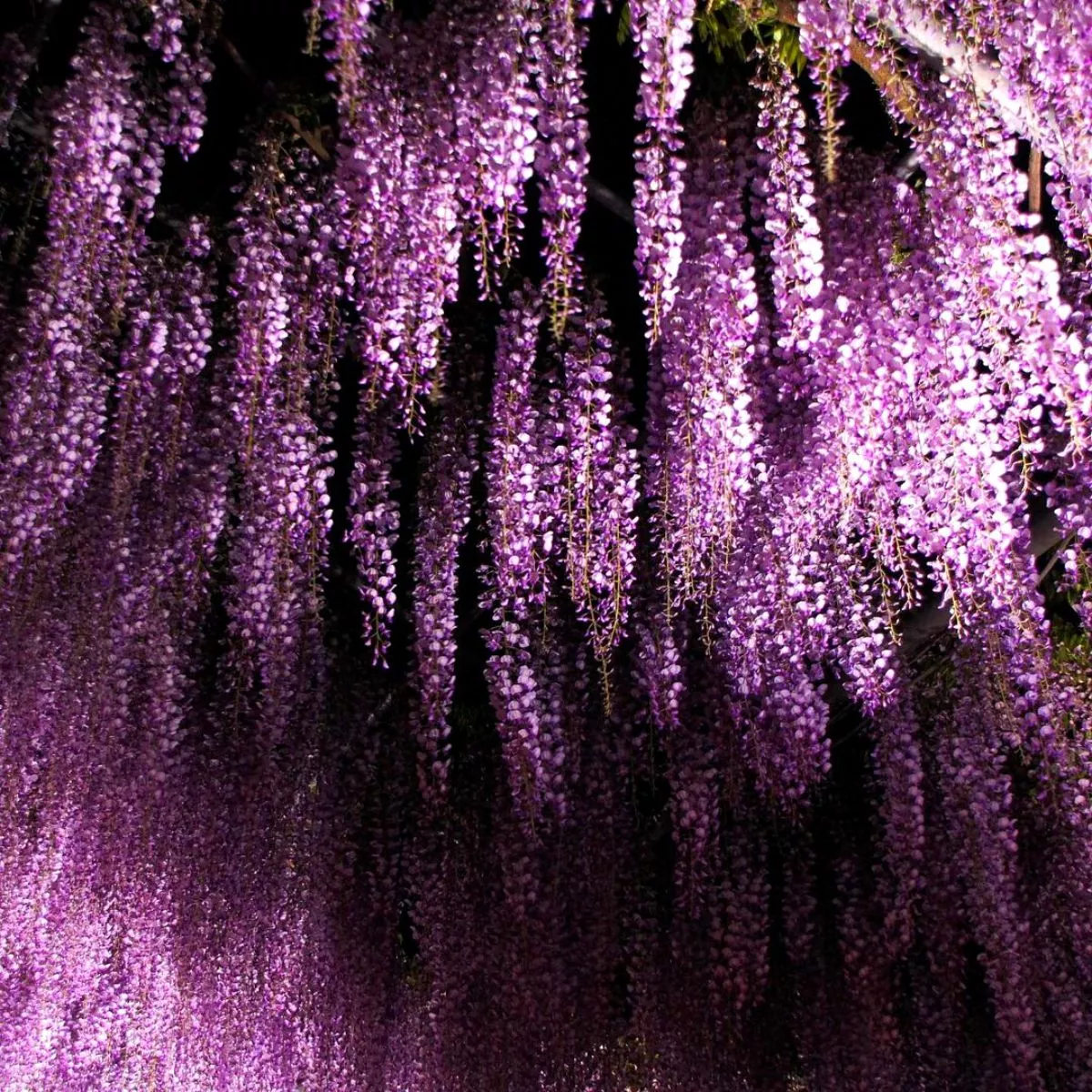 Purple wisteria featured