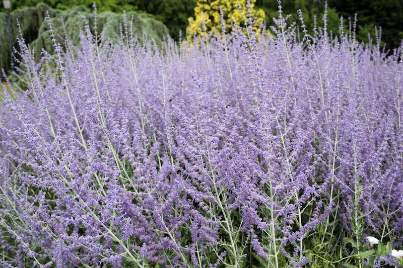 Russian Sage on Thursd