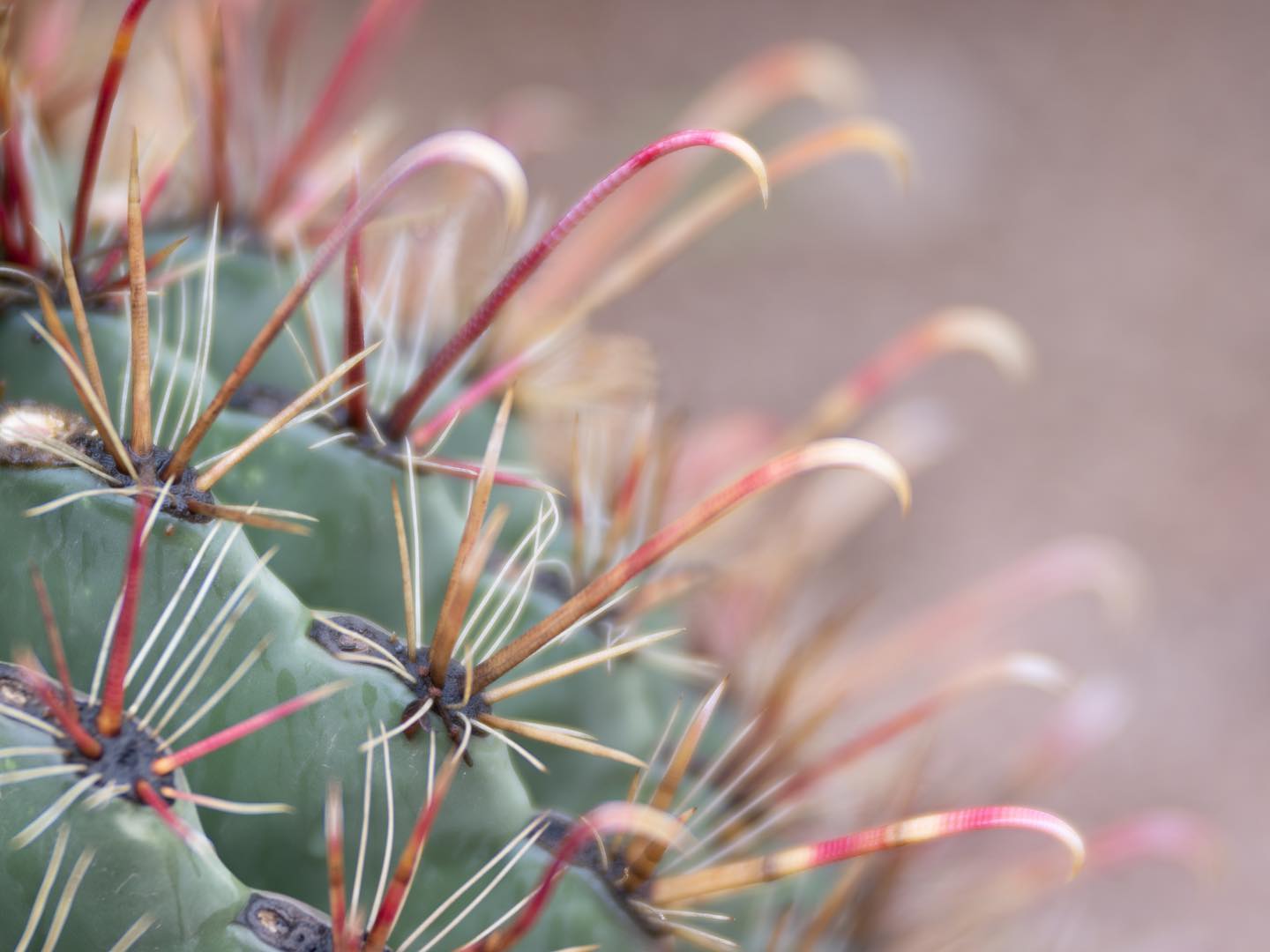 fishhook barrel cactus - poisonous for kids