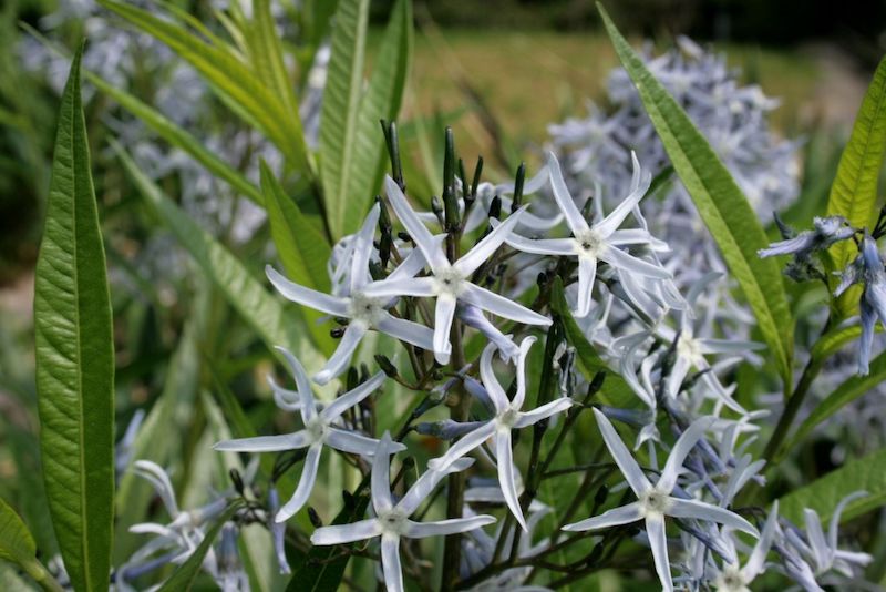 Perennials For the Lazy Gardener Amsonia on Thursd