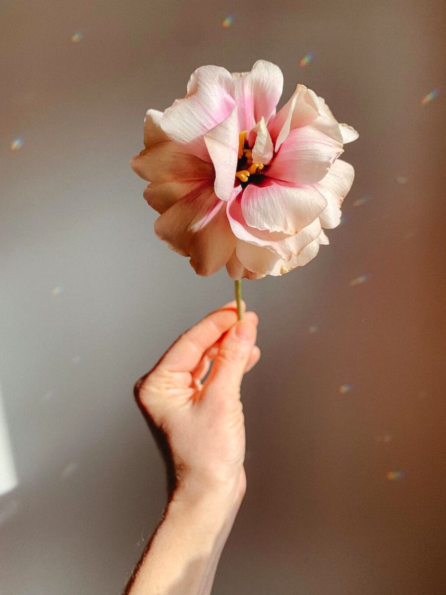 Delicate look of a pink blooming flower