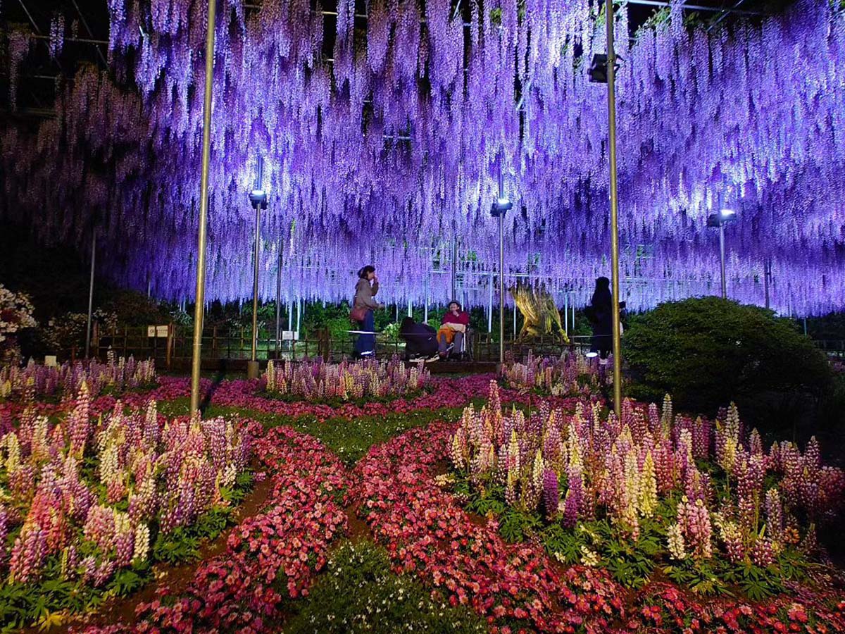 Wisteria flowers in park by wachi63