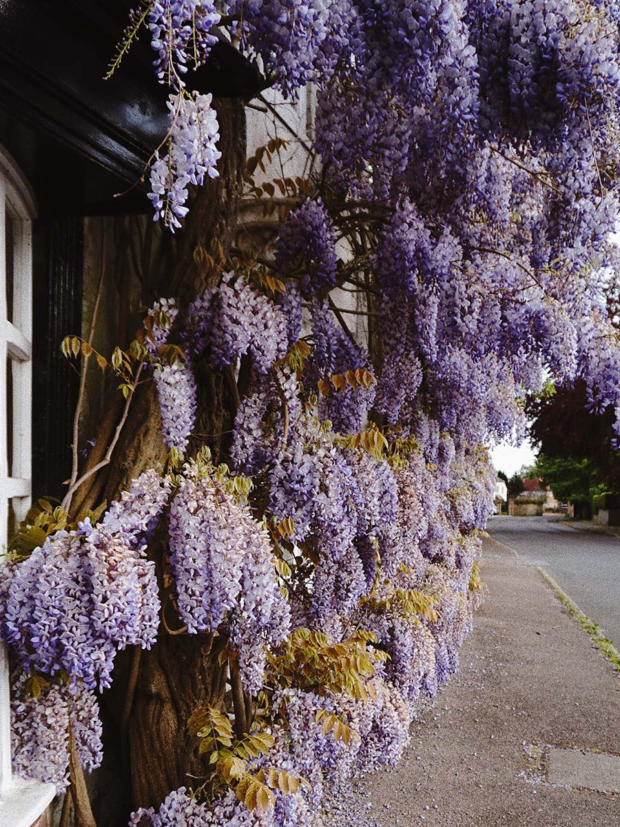 A wisteria tree by Nadi Lindsay