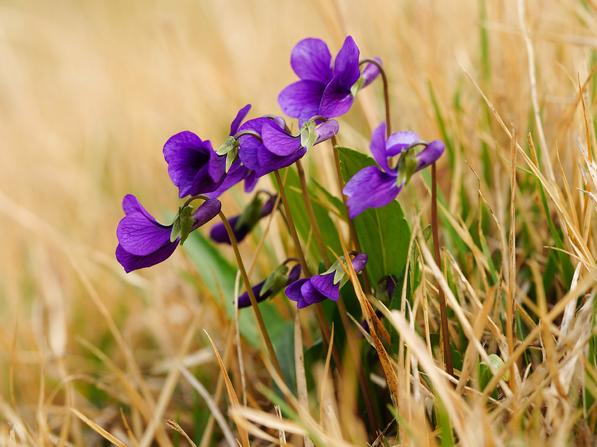 Flower Proverbs and Sayings Bloom Where Planted