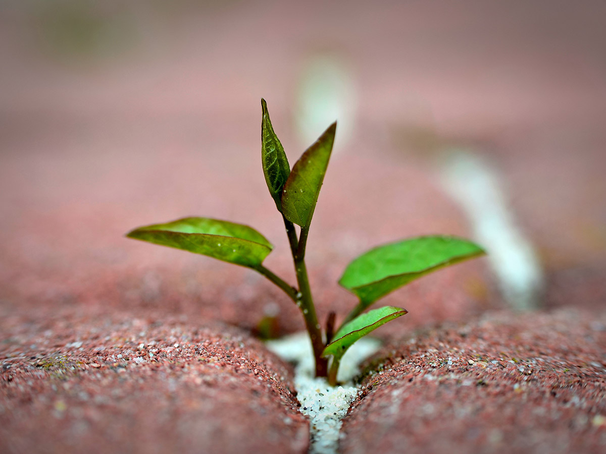 Flower Proverbs and Sayings Flower growing in cement