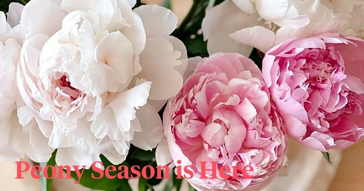 When and Where Are Peonies in Season? Time to Find Out! Article on Thursd
