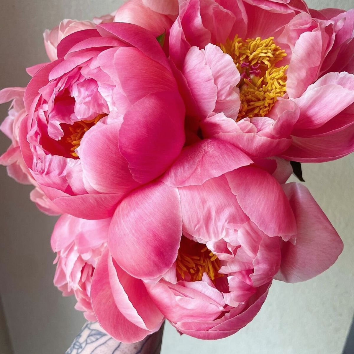 Peonies are one of the most popular flowers in the world