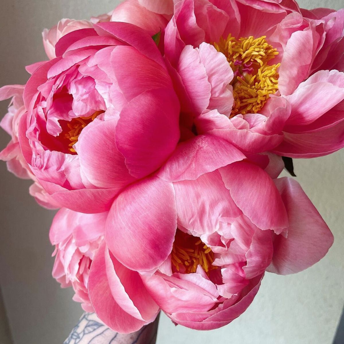 Peony Season 2024 - Loria Raychel