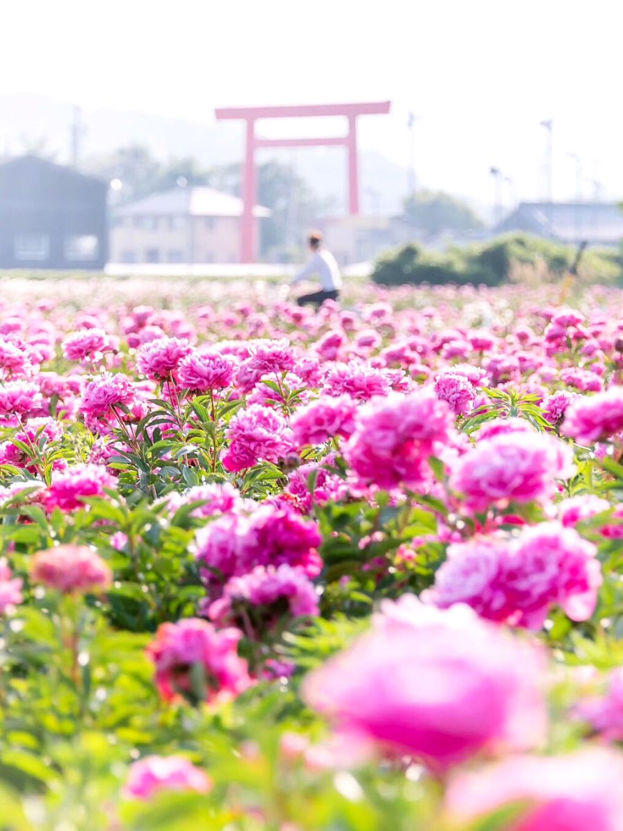 Pink peonies in Asia