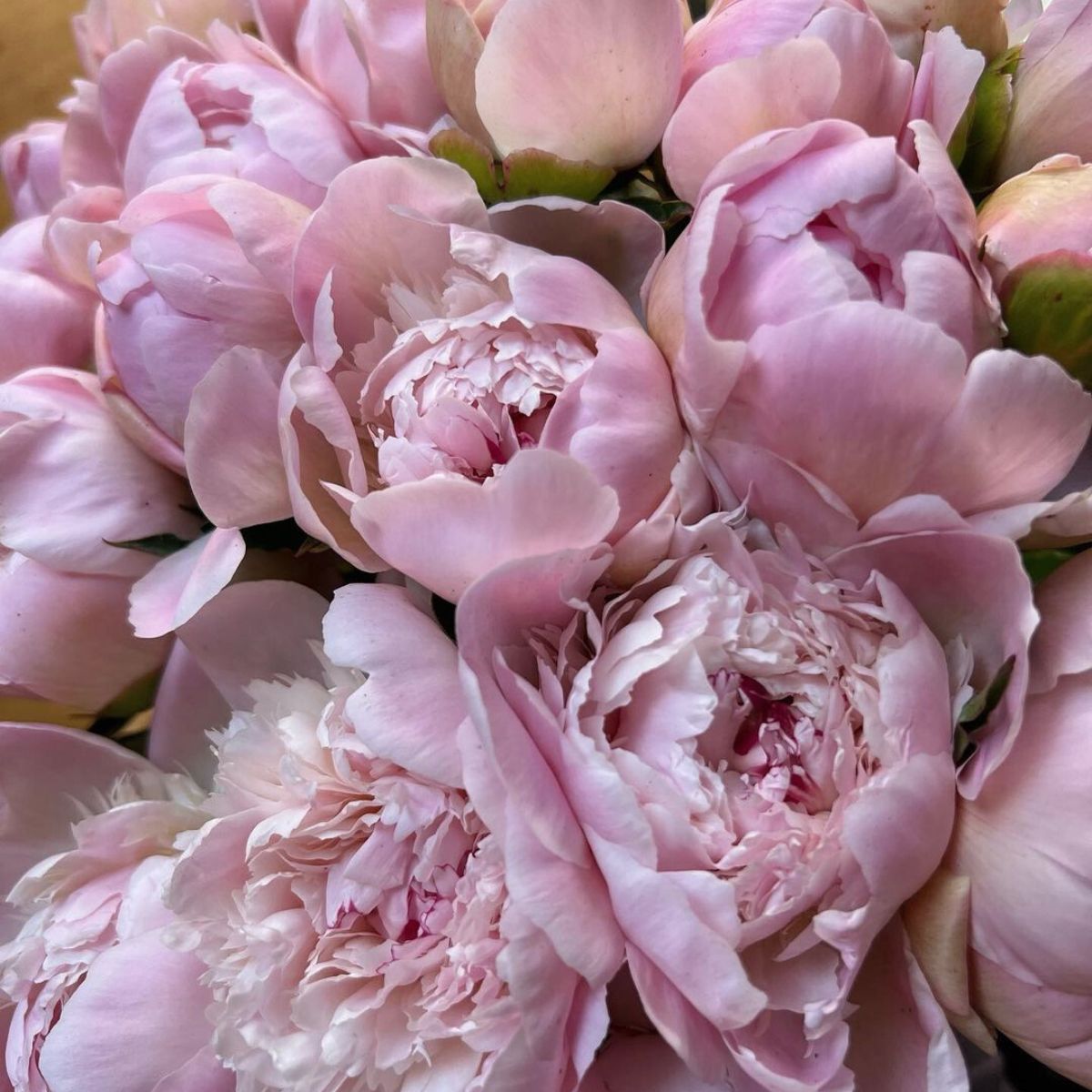 Peonies in deals season