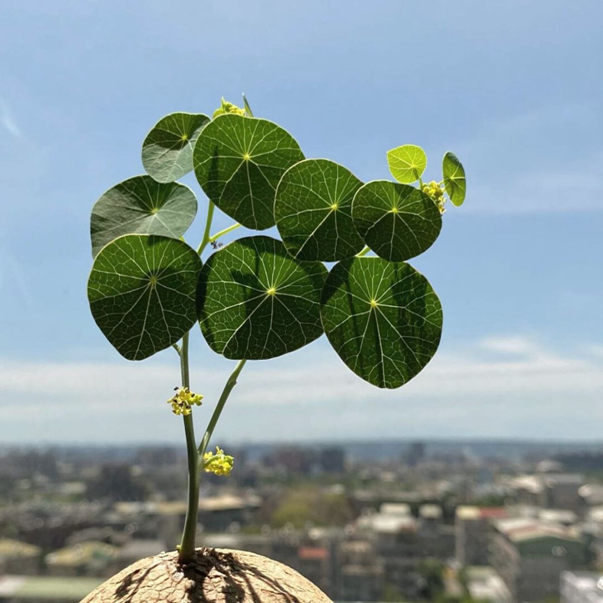 How to Care for and How to Grow the Stephania Erecta Plant - Article on ...