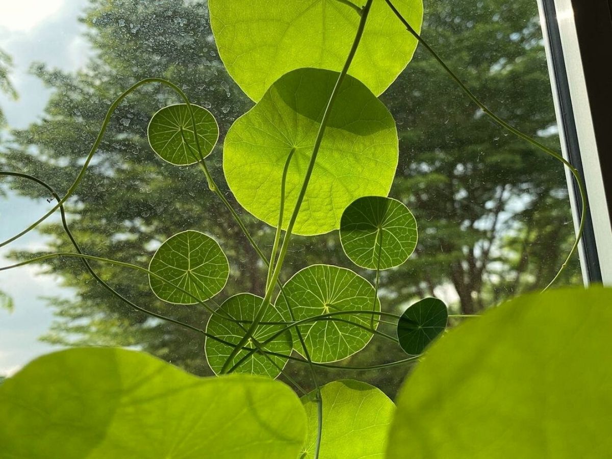 Various Stephania Erecta plants growing