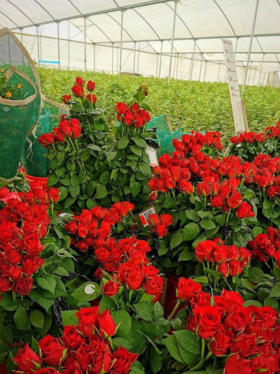 Roses farmed sustainably at Sian's Maasai farms