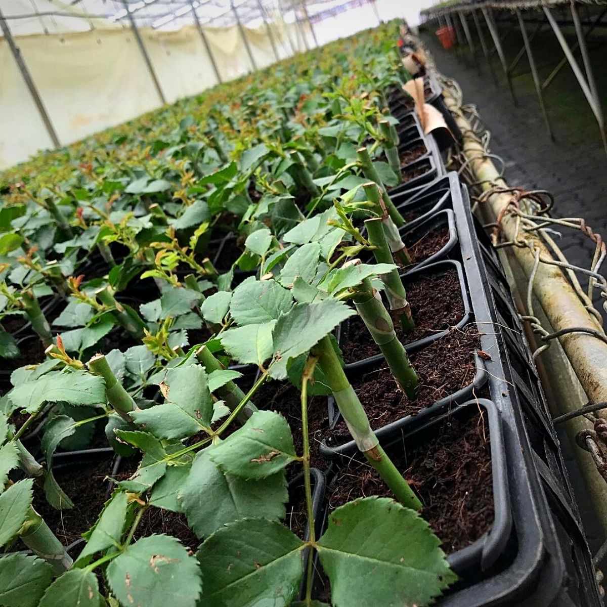 Flower plantlets at Sian Flowers