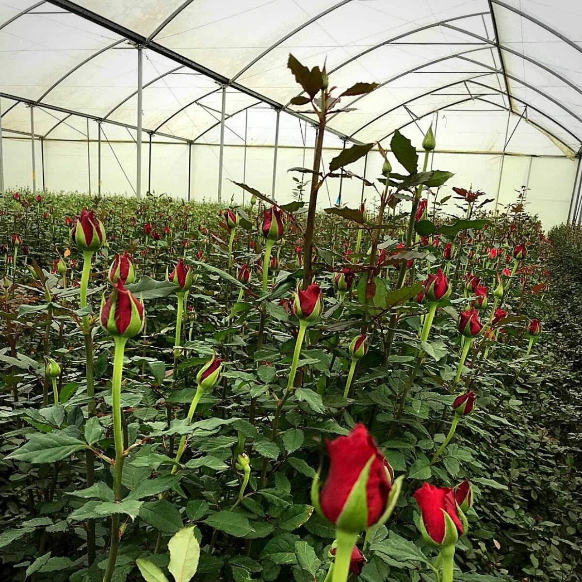Roses in a greenhouse at Sian Flowers in Kenya