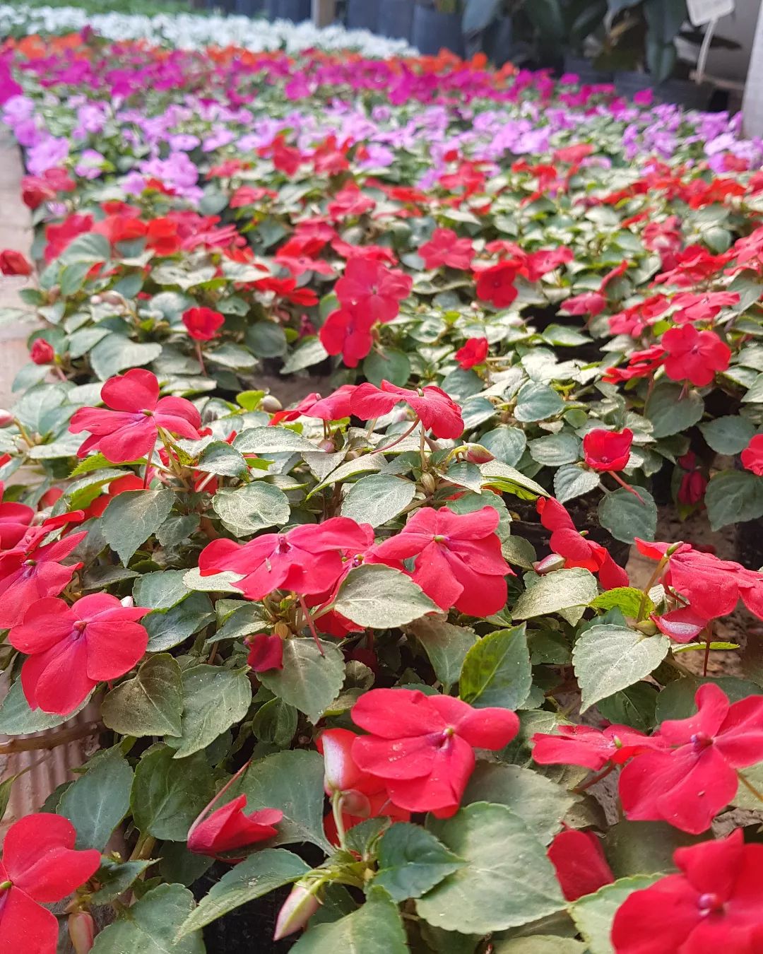 Impatiens Walleriana