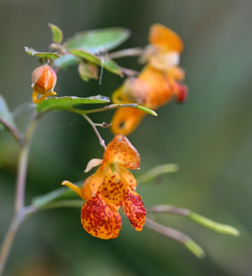 Impatiens Capensis