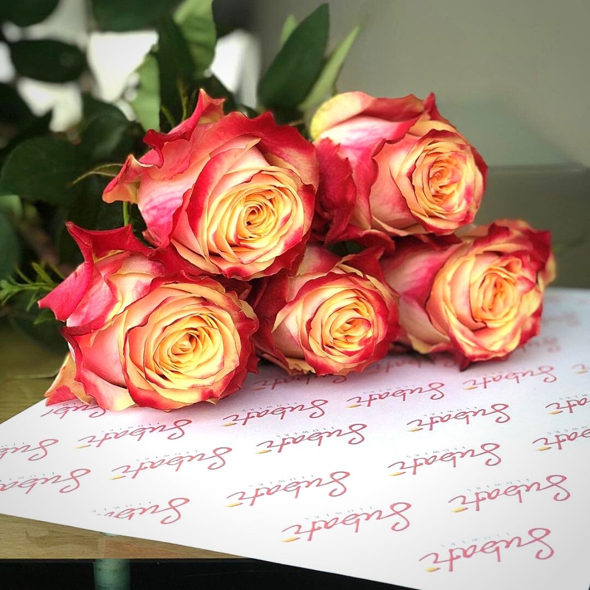 Bi-colored roses in Kenyan sustainable flower cultivation 