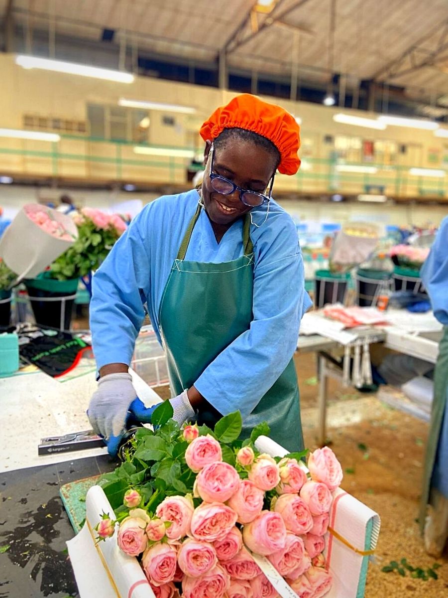 Packing flowers at Red Lands Roses which uses sustainability