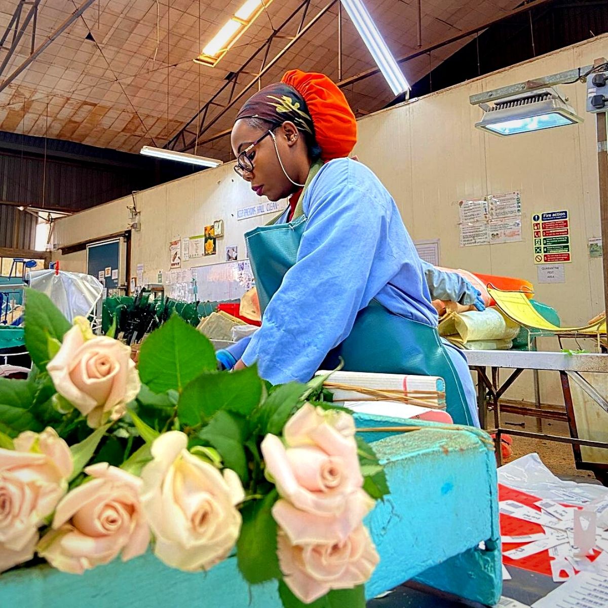 Red Lands Roses grows its blooms sustainab