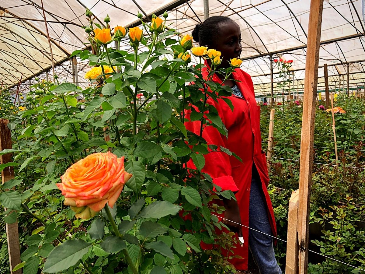 Red Lands Roses grows its flowers sustainably