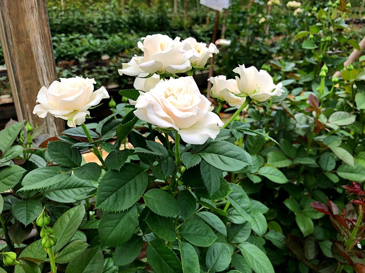 Farming roses sustainably in kenya's flower farms