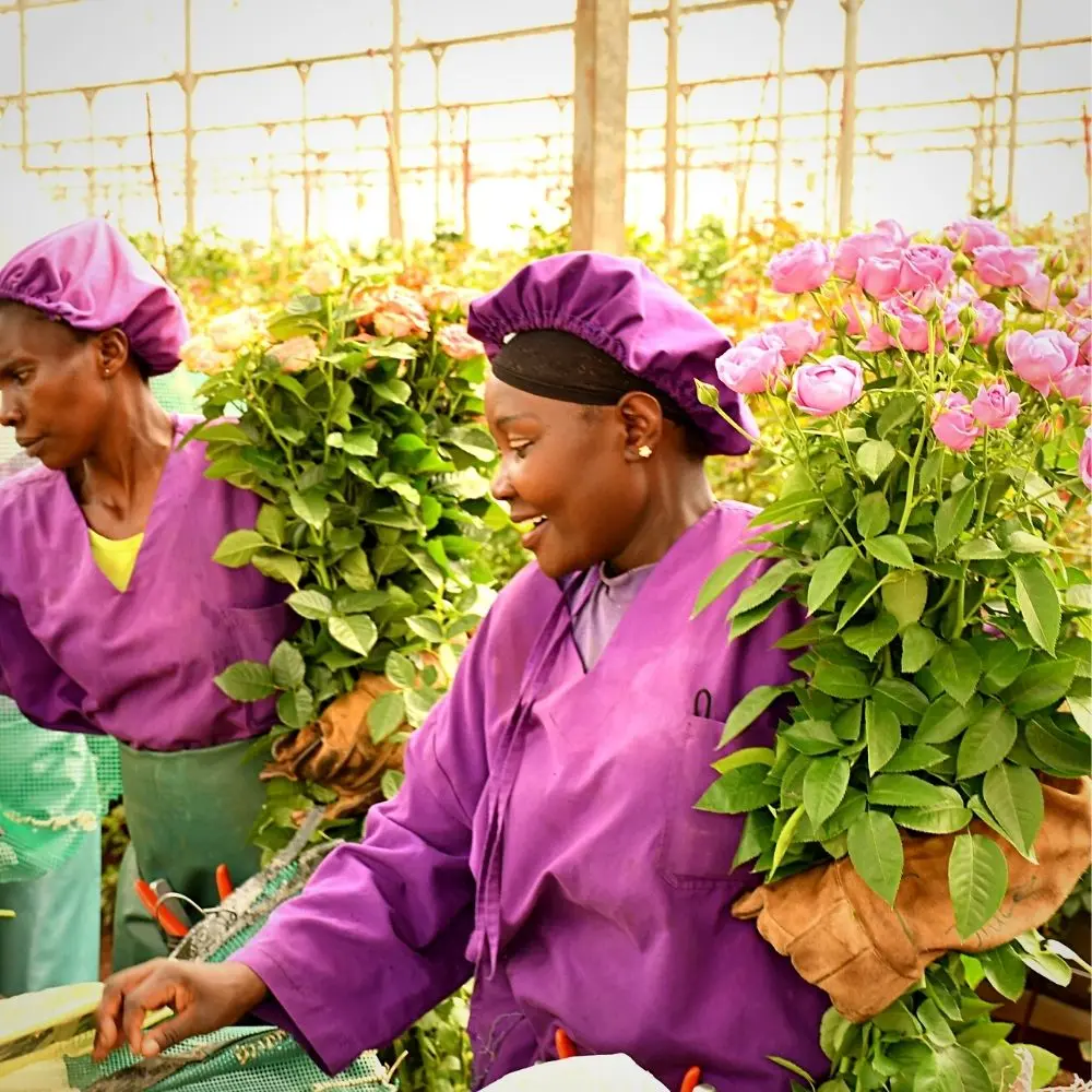 Flower Industry in Kenya
