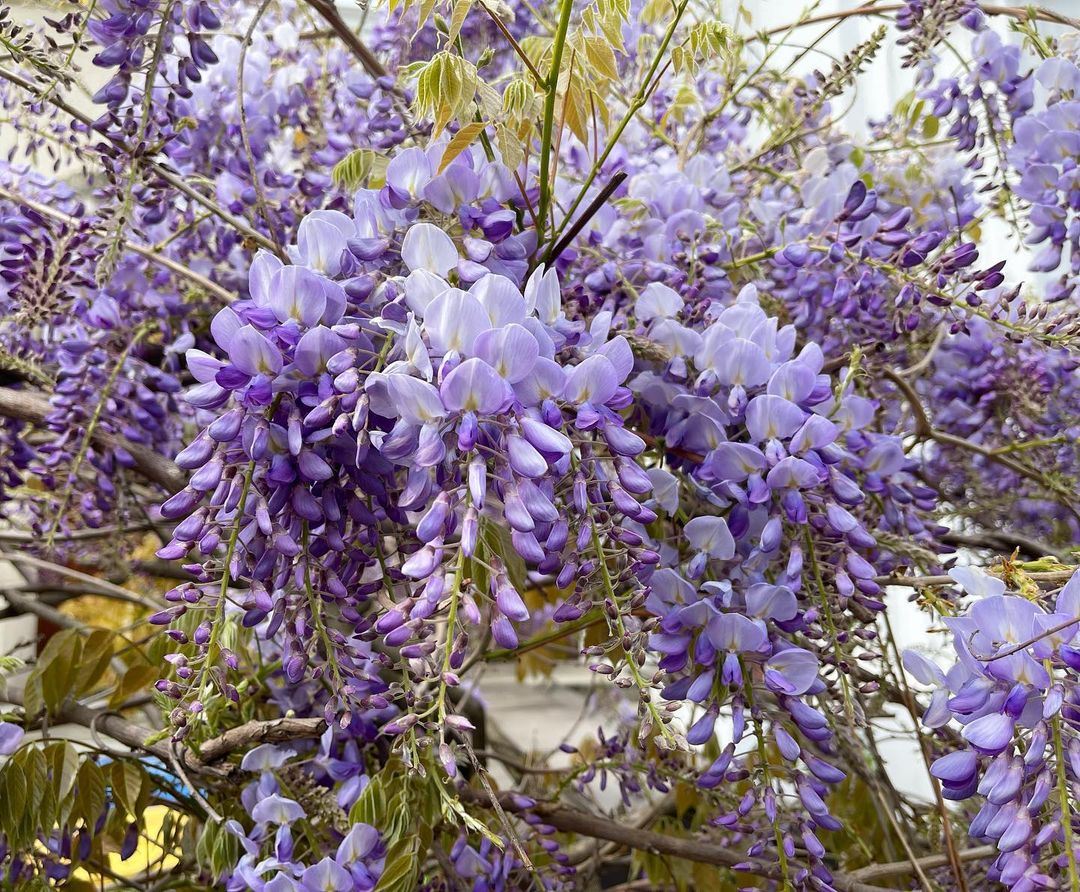 Wisteria in Japan detail