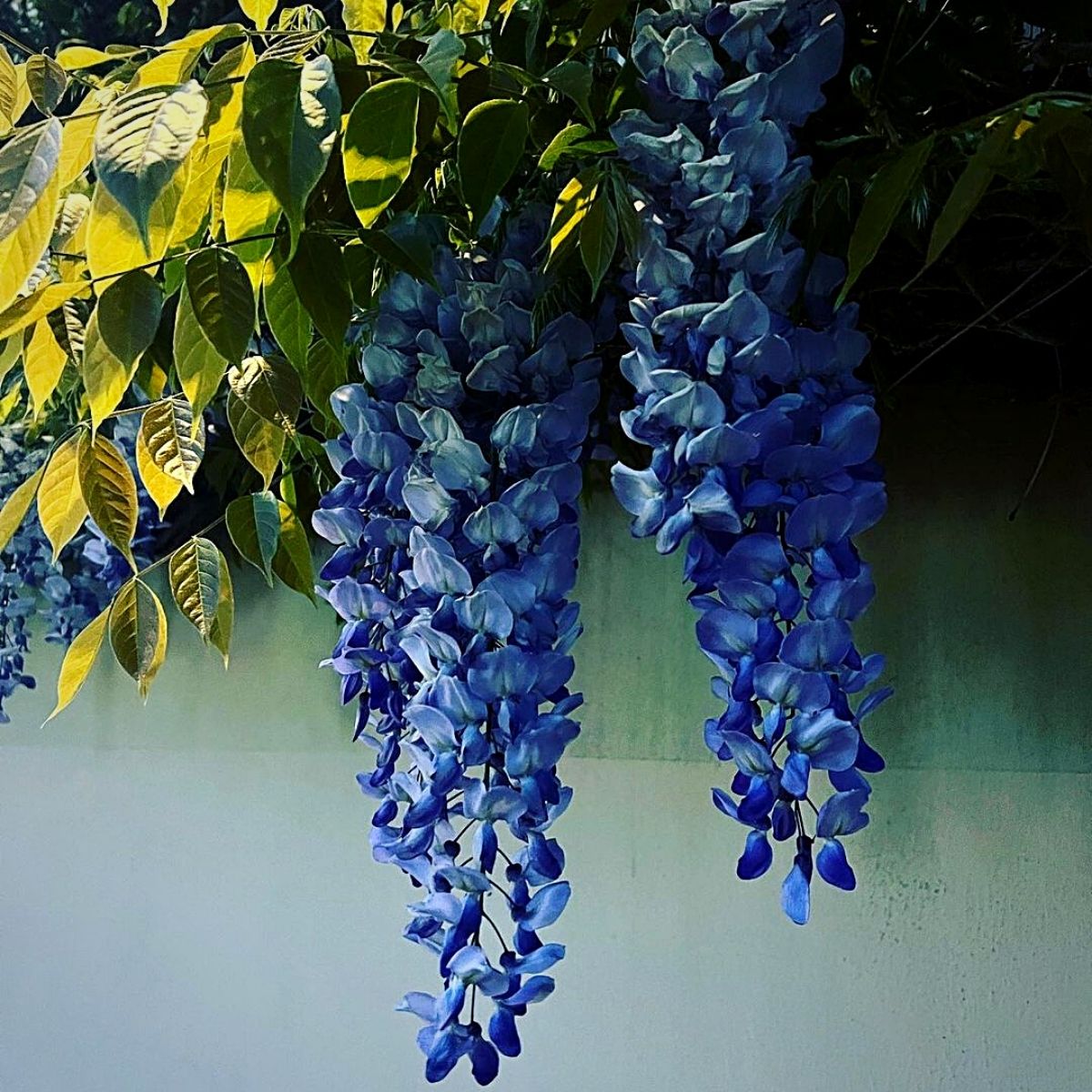 Wisteria flowers and leaves