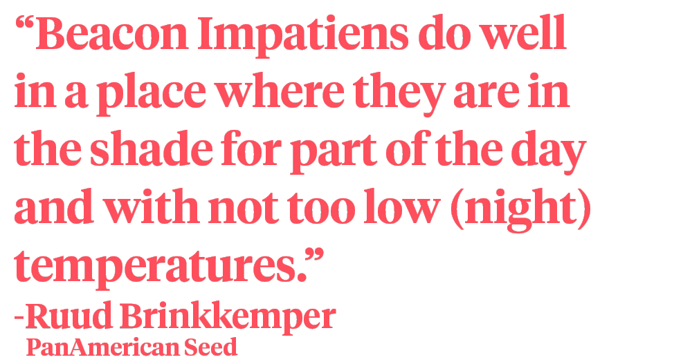 Ruud Brinkkemper Impatiens Beacon quote