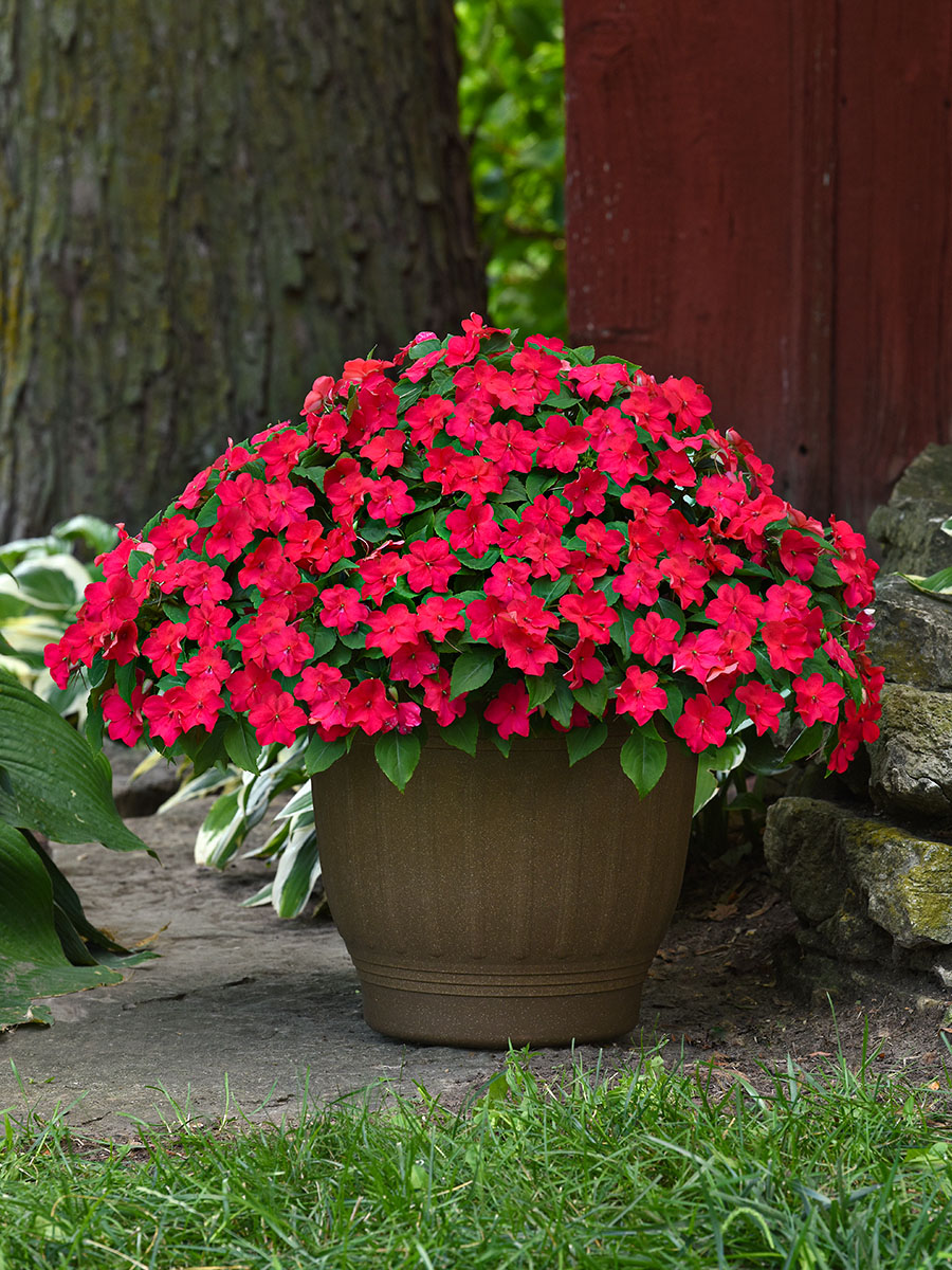 Impatiens Beacon red in pot