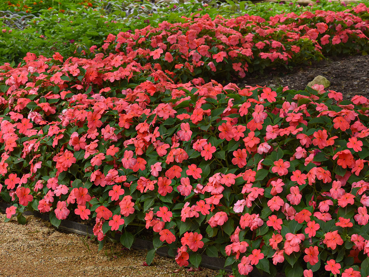 Impatiens Beacon pink